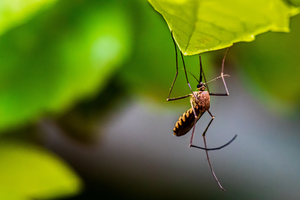 An image of a mosquito on a leaf.