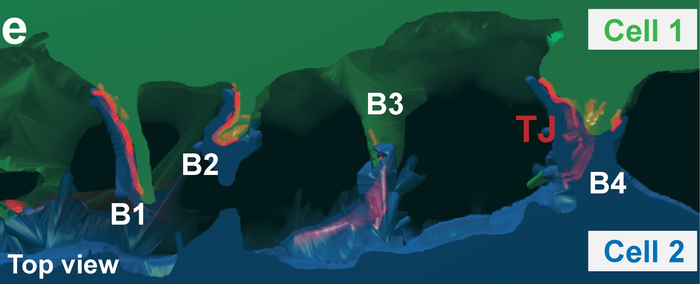 Figure 3e from the research paper