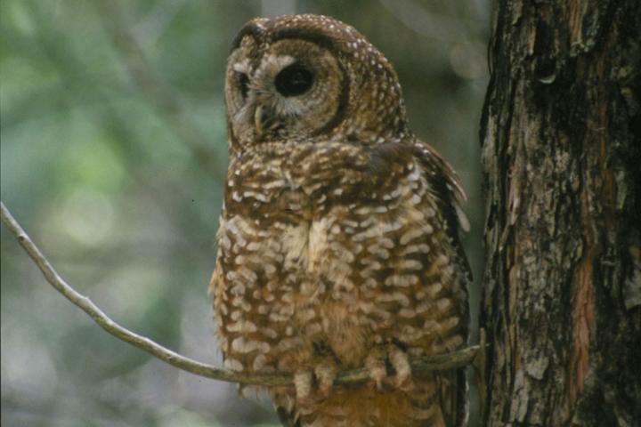 Spotted Owl