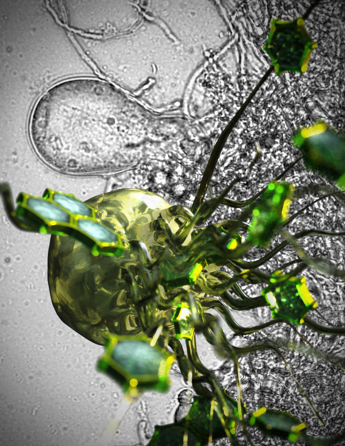 Harnessing Gut Fungi of Herbivores to Break Down Biomass (2 of 2)