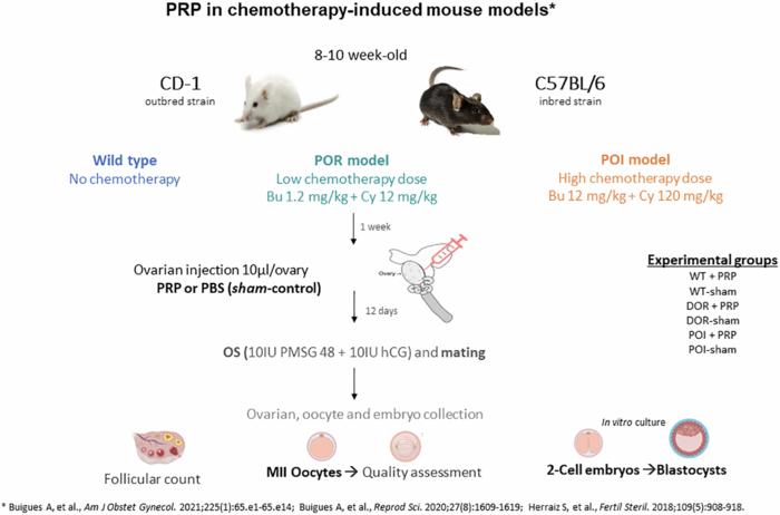 Intraovarian PRP injection improves oocyte quality and early embryo development in mouse models of chemotherapy-induced diminished ovarian reserve