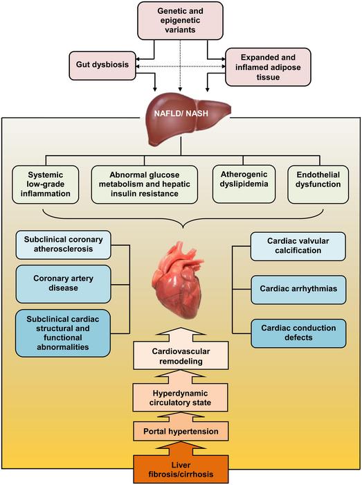 Potential pathophysiological mechanisms of cardiovascular disorders in non-alcoholic fatty liver disease