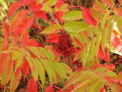 Michaux's Sumac (2 of 3)
