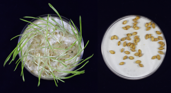 Germination test of non-mutated/unedited (left) and gene-edited (right) barley.