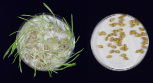 Germination test of non-mutated/unedited (left) and gene-edited (right) barley.