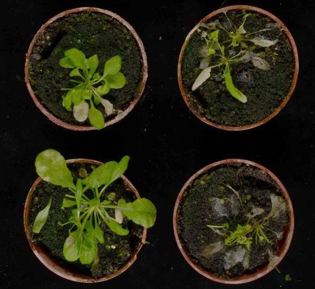 <i>Arabidopsis thaliana</i> Plants Inoculated with Botrytis Cinerea Spores