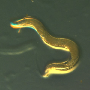 C. elegans