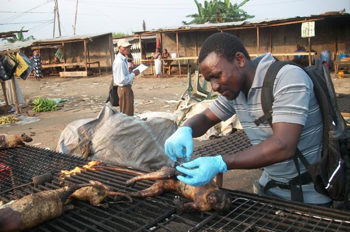 Documenting Monkey Carcasses Sold at the Market