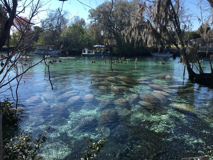 Florida manatees flourish and flounder alongside human neighbors