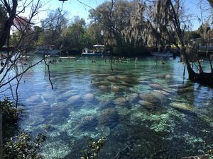 Florida manatees flourish and flounder alongside human neighbors