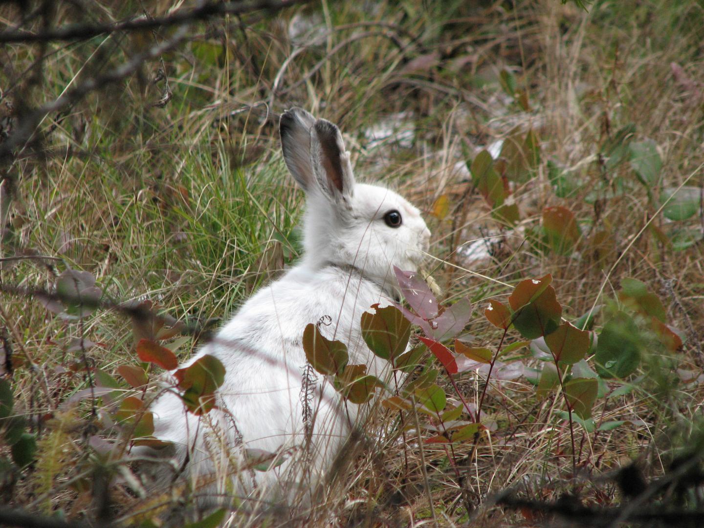 Snowshoe Hare