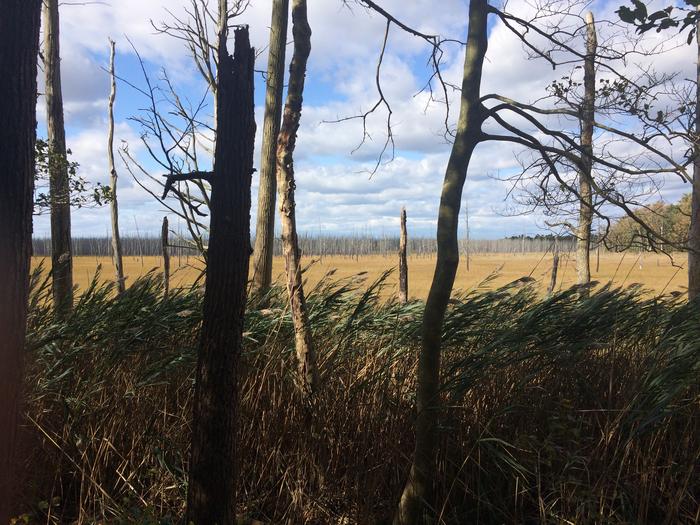 Changing coastal forests