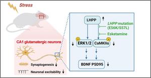 New Clues to the Mechanism Behind Treatment-Resistant Depression