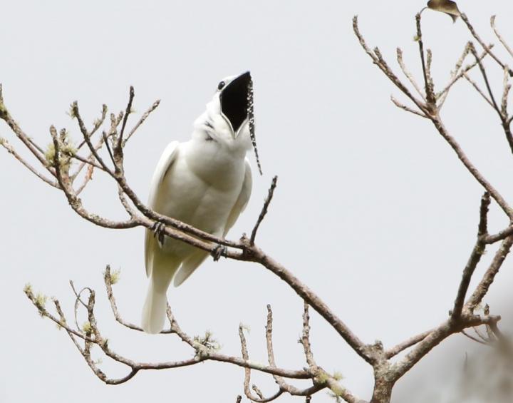 Male White Bellbird Screaming Mating Call