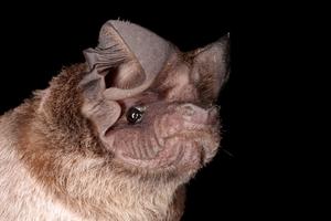 Wrinkle-lipped free-tailed bat - Mops plicatus