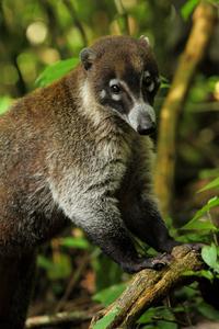 White-nosed coati