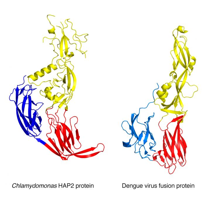 Ribbon Diagram Comparison [IMAGE] EurekAlert! Science News Releases