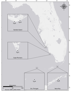 Florida horse conch 3