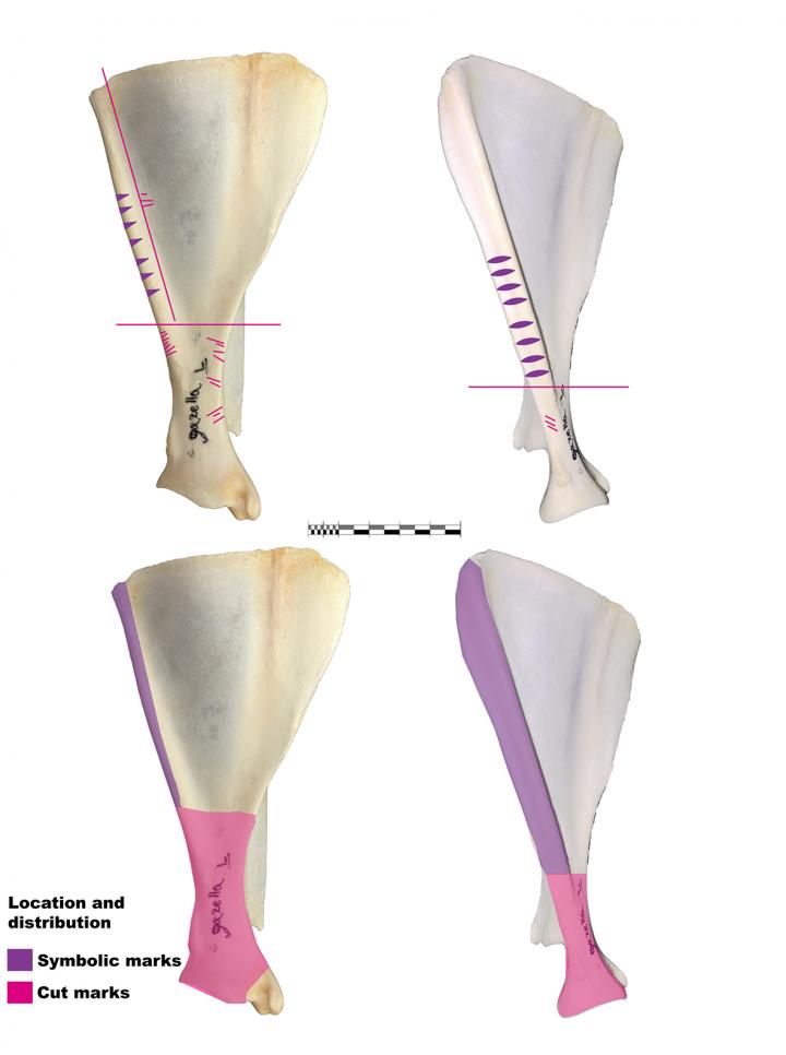 Anatomical Position of the Symbolic Marks and Cut Marks Over Gazelle Scapula