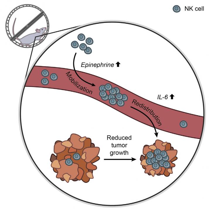 Exercise, Cancer, and Immunity