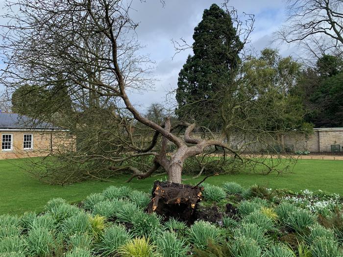 Newton’s Apple Tree at Cambridge University Botanic Garden