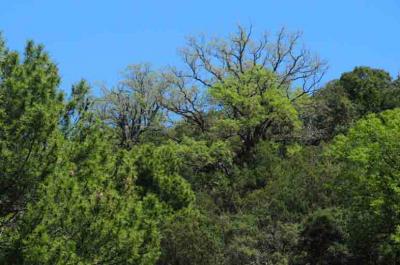 Plasticity of Plants Helps Them Adapt to Climate Change
