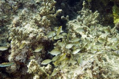 Invasive Rabbitfish