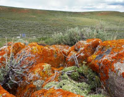 Sagebrush Field Site