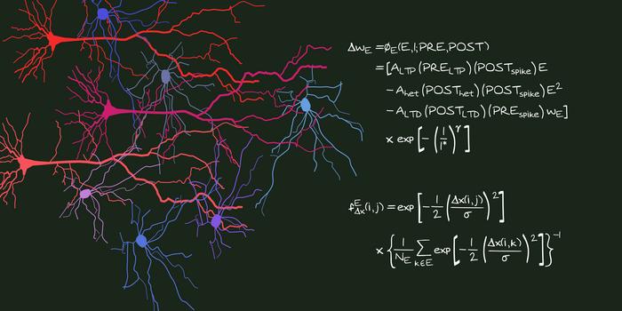 Neighboring synapses shape learning and memory