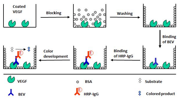 New And Highly Sensitive Elisa Technique For Eurekalert