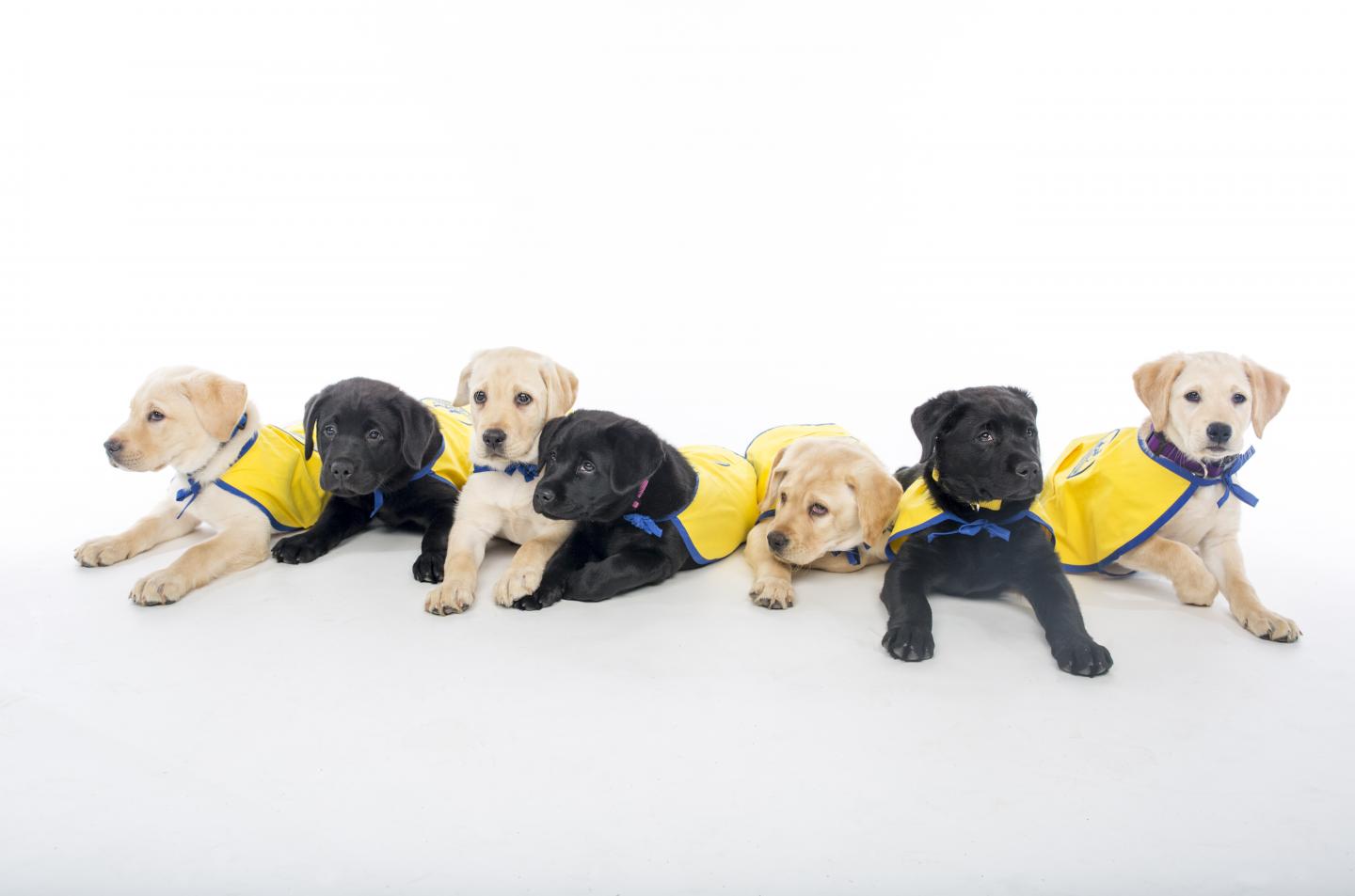 Canine Companion for Independence puppies, at the Duke Puppy Kindergarten, where the research took place