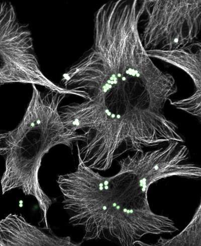 FAU Researchers Find New Mechanism Cells Use to Eat Each Other Before They Become Toxic