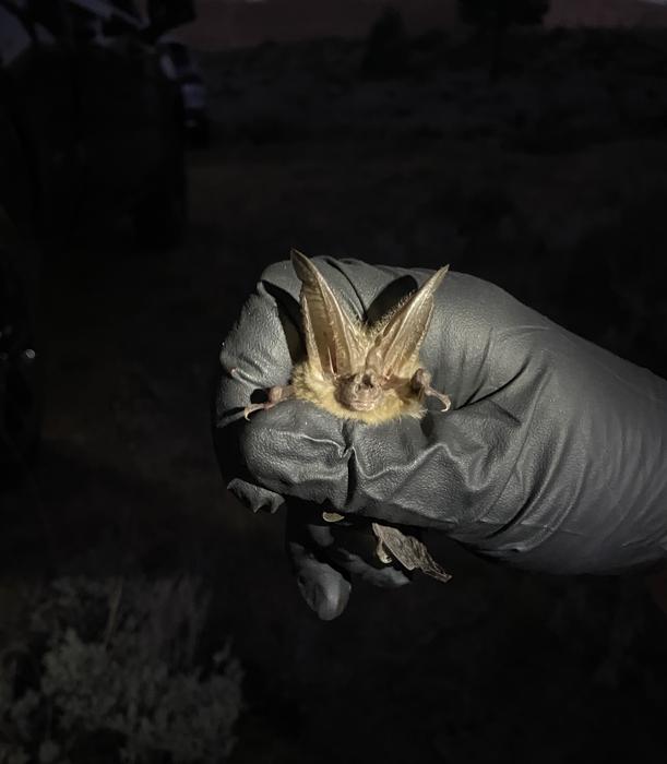 Quantification of threats to bats at localized spatial scales for conservation and management