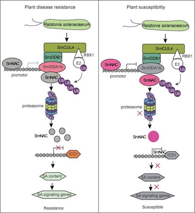 The SmDDA1b regulatory module enhances plant resistance to BW.