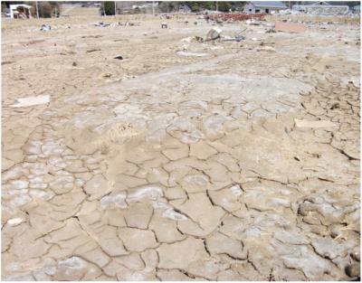 Salt Covered Paddy Field