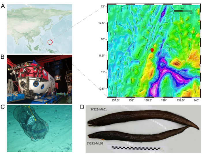 Sampling information and morphology of MAE