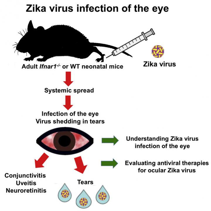 Zika in the Mouse Eye