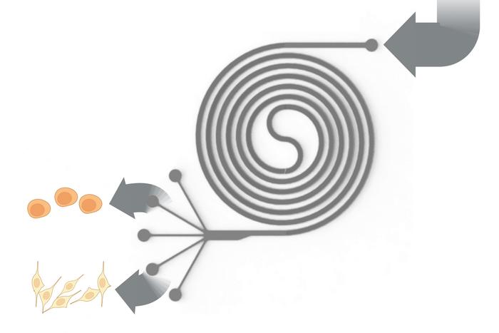 Microfluidic channels in the quarter-sized plastic chip form an inlet, a spiral, and outlets that output cells of different sizes.