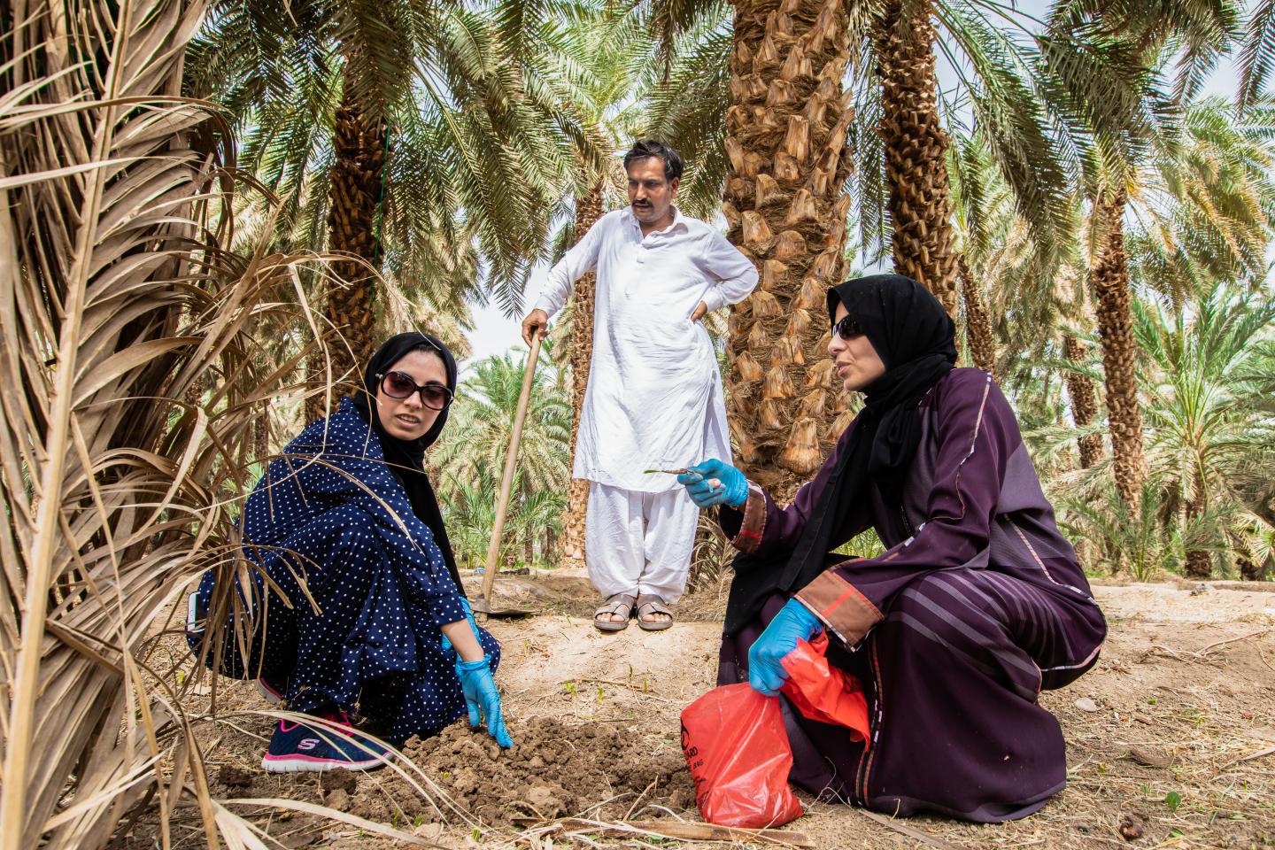 Date Palm Production By Country