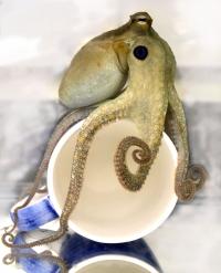 Octopus touching cup 2