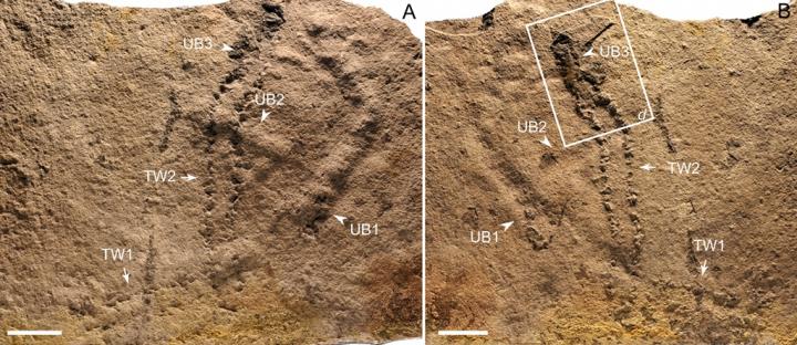 Trackways and Burrows Excavated in Situ From the Ediacaran Dengying Formation