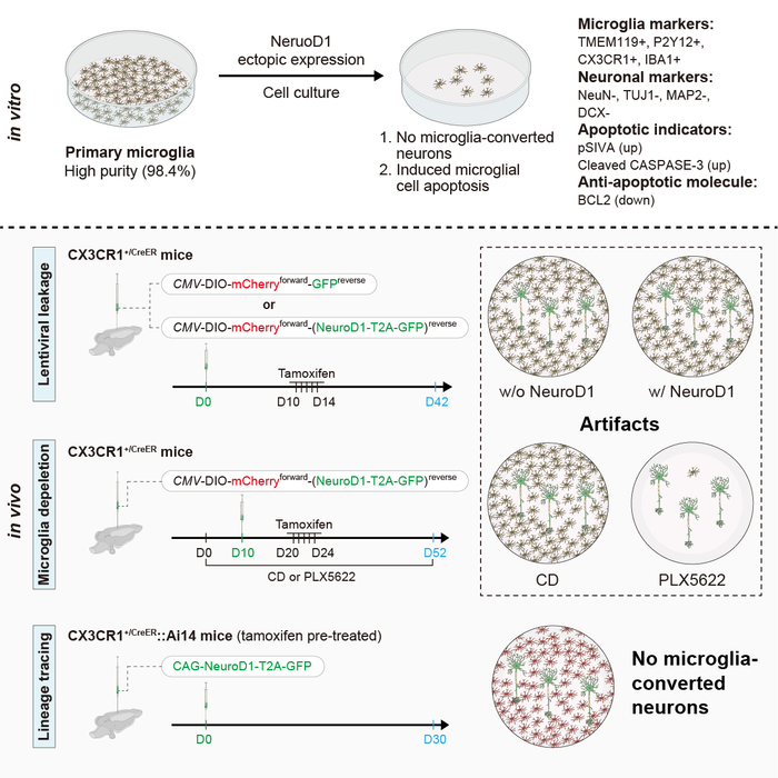 NeuroD1 induces microglial apoptosis and cannot induce microglia-to-neuron cross-lineage reprogramming