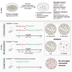 NeuroD1 induces microglial apoptosis and cannot induce microglia-to-neuron cross-lineage reprogramming