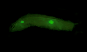 GFP of rare codons in fruit fly embryo