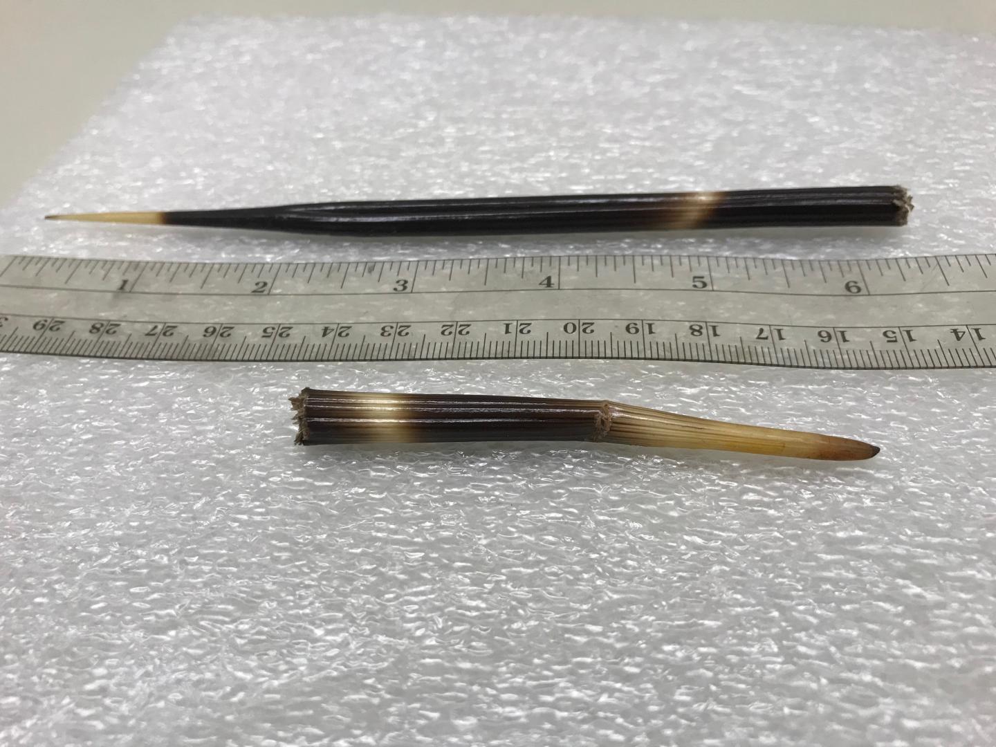 Porcupine Quill [IMAGE] EurekAlert! Science News Releases