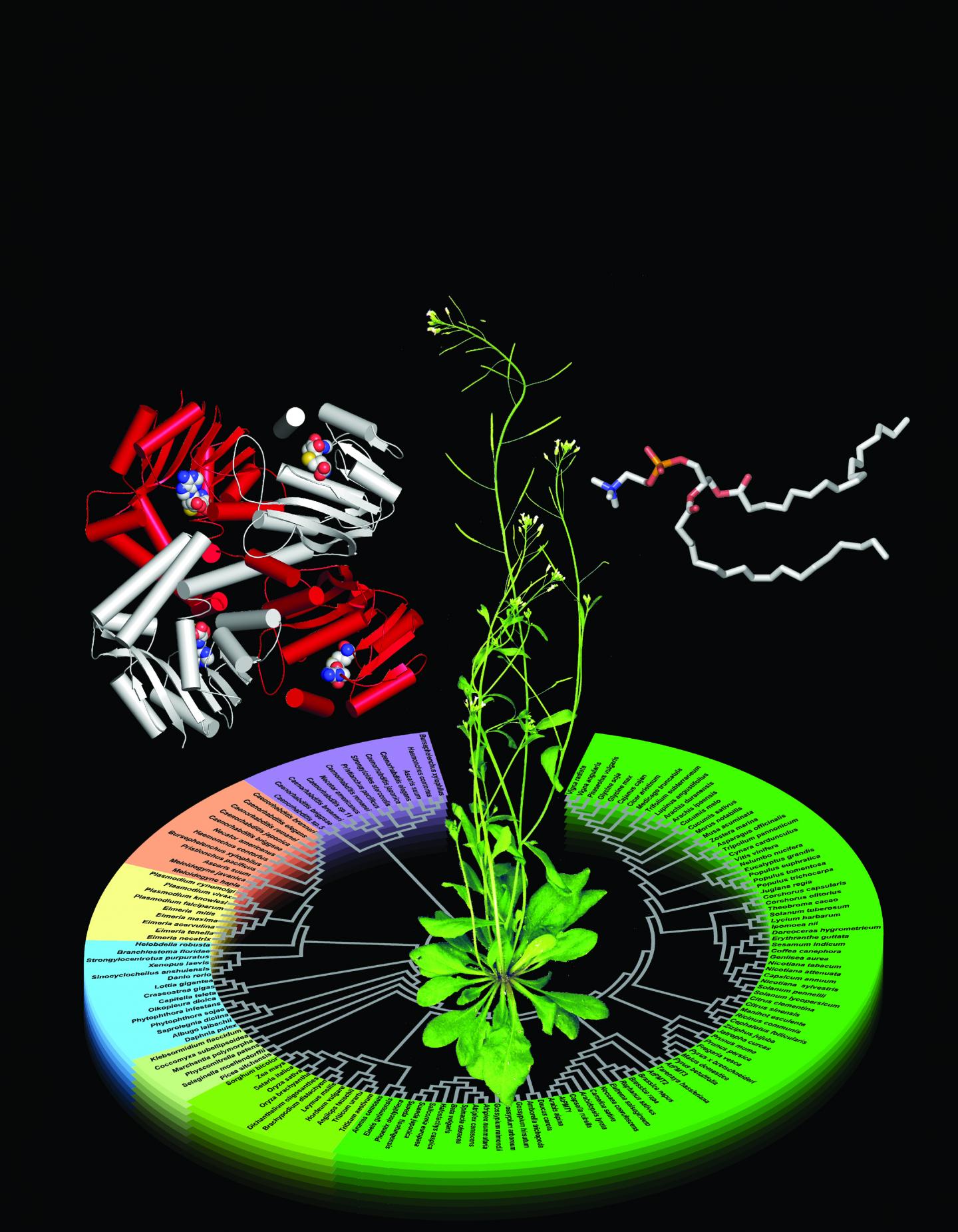 The <i>Arabidopsis</i> phosphoethanolamine Methyltransferase