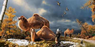 Pliocene Camel