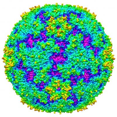 3-D Reconstruction of Enterovirus 71