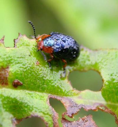 Leaf Beetle