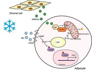 A new player unveiled for lipid oxidation